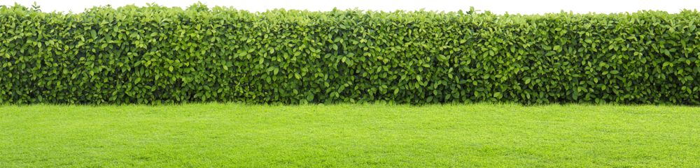 front-bg-1-1000×241