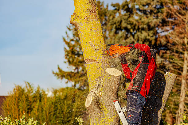 imgi_15_arborist-cutting-a-tree-workman-worker-without-protective-gear-man-on-ladder-climbing-and