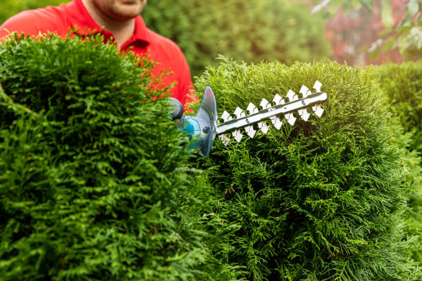 imgi_62_gardening-services-gardener-trimming-and-shaping-evergreen-thuja-hedge-with-electric-trimmer