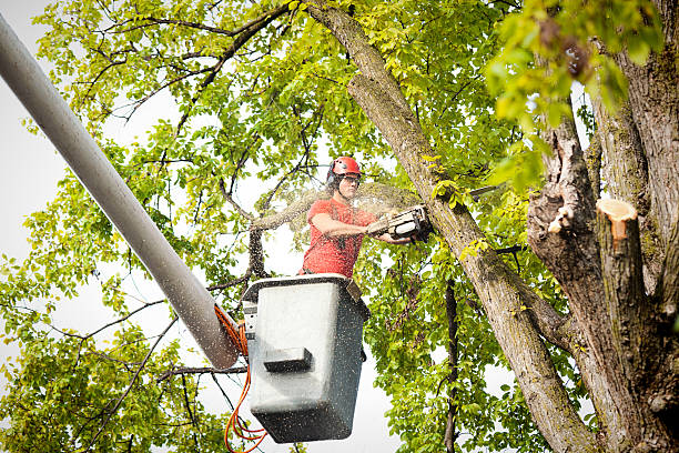 imgi_65_tree-service-arborist-pruning-trimming-cutting-diseased-branches-with-chainsaw